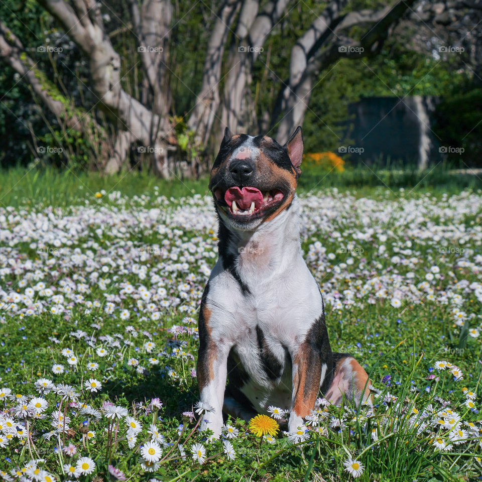 Happy dog : Scarlet du MAS des rêves 