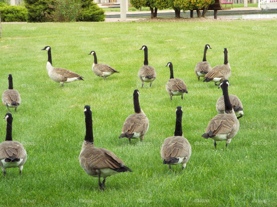 geese