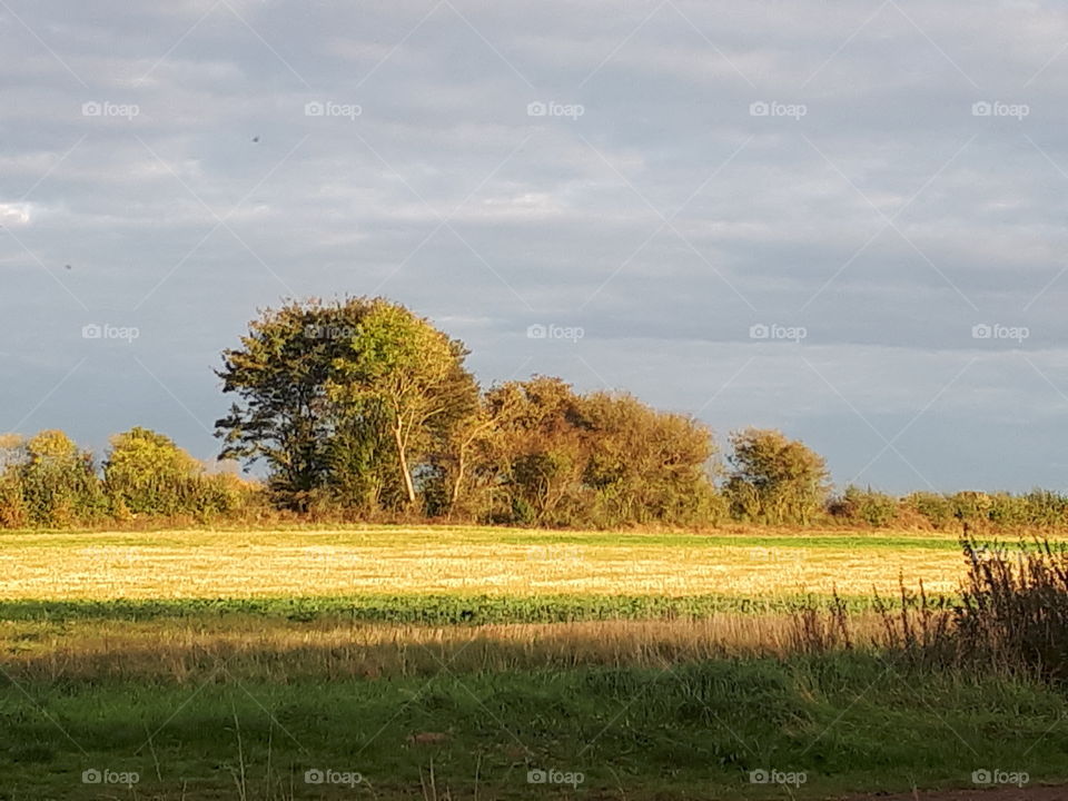 Landscape, Tree, Grass, Field, Nature