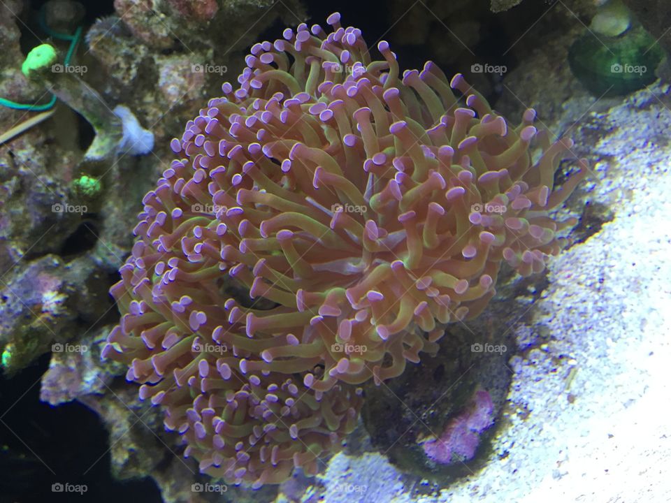 coral