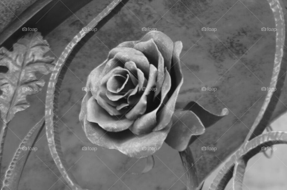 Black and white iron rose