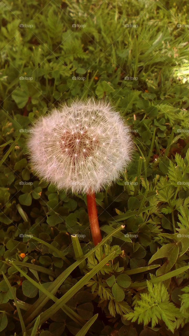 Delicate dandelion in wild vibrant nature
in sunny spring day