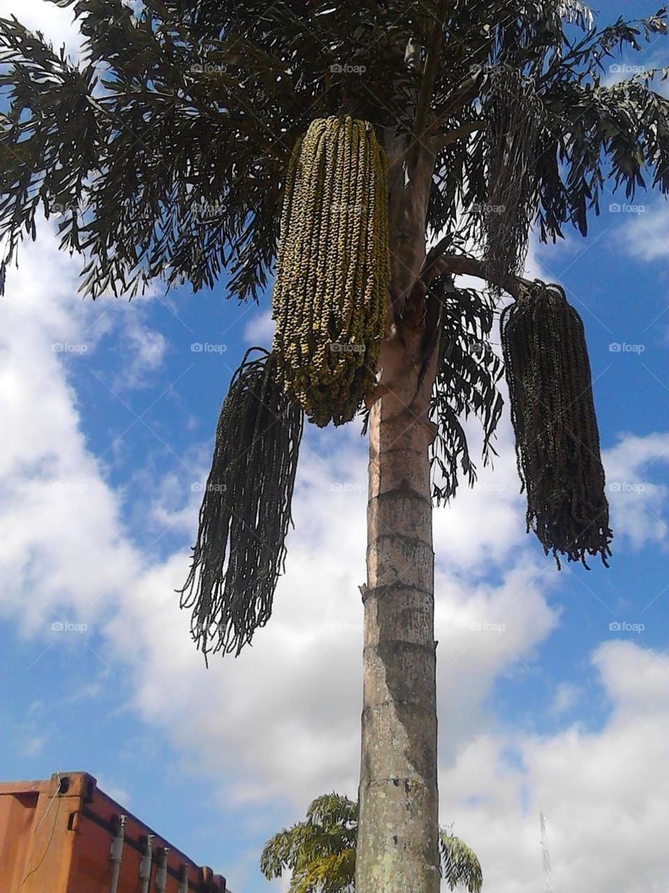 looking up at nature