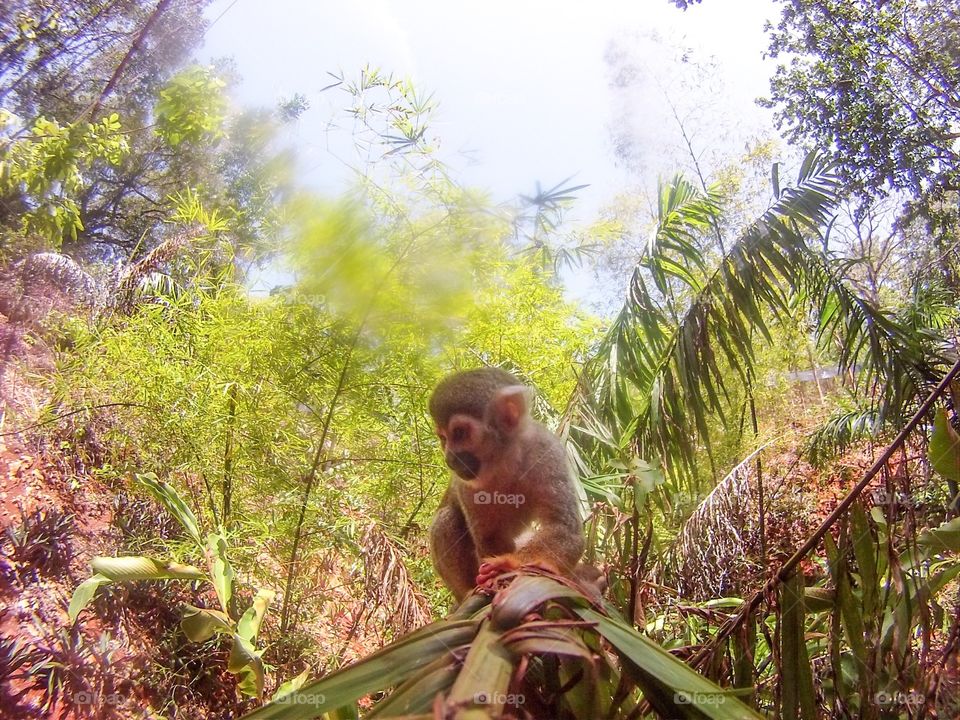 Little monkey on the branch