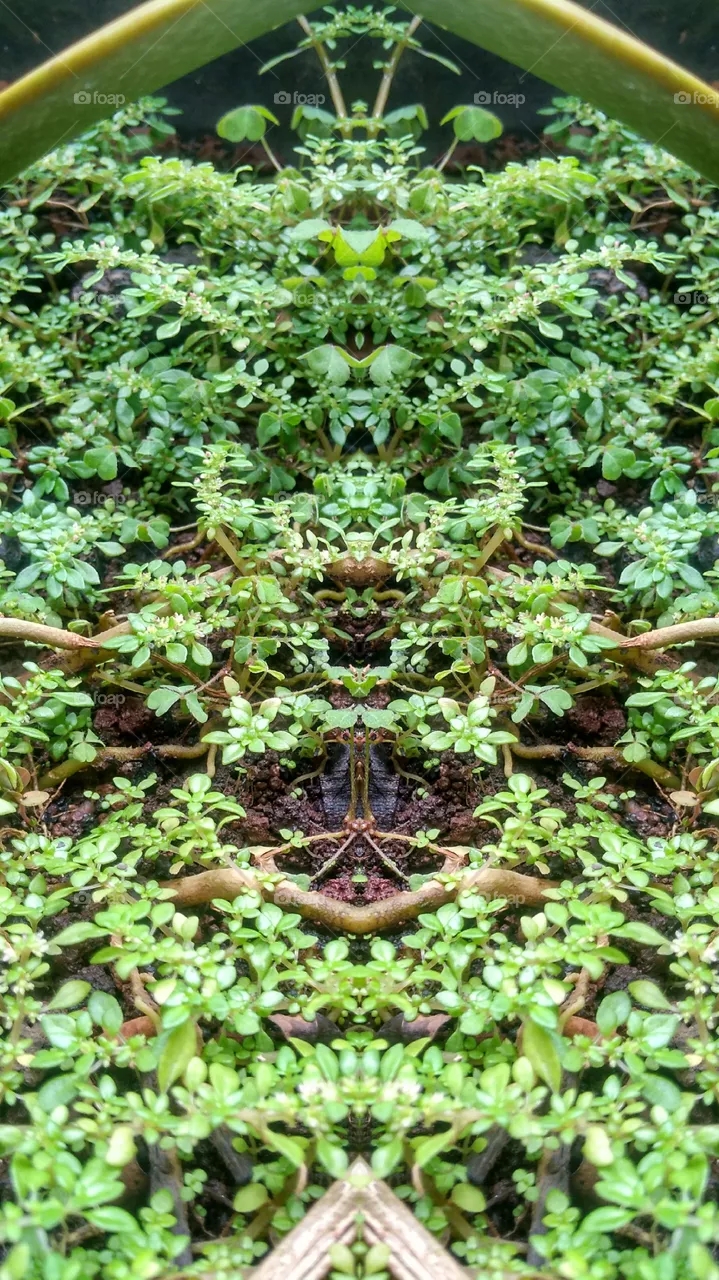 plant