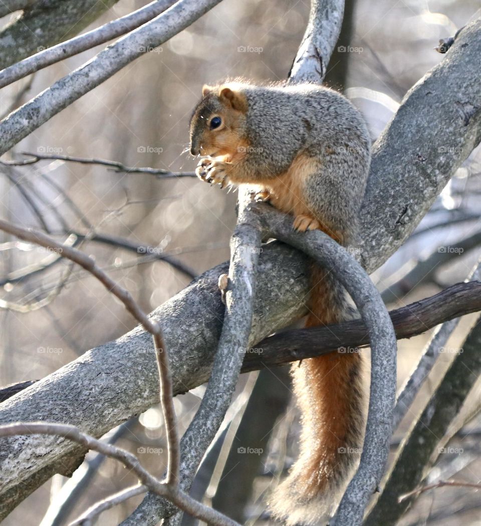 Fox squirrel with back lighting on its tail and body