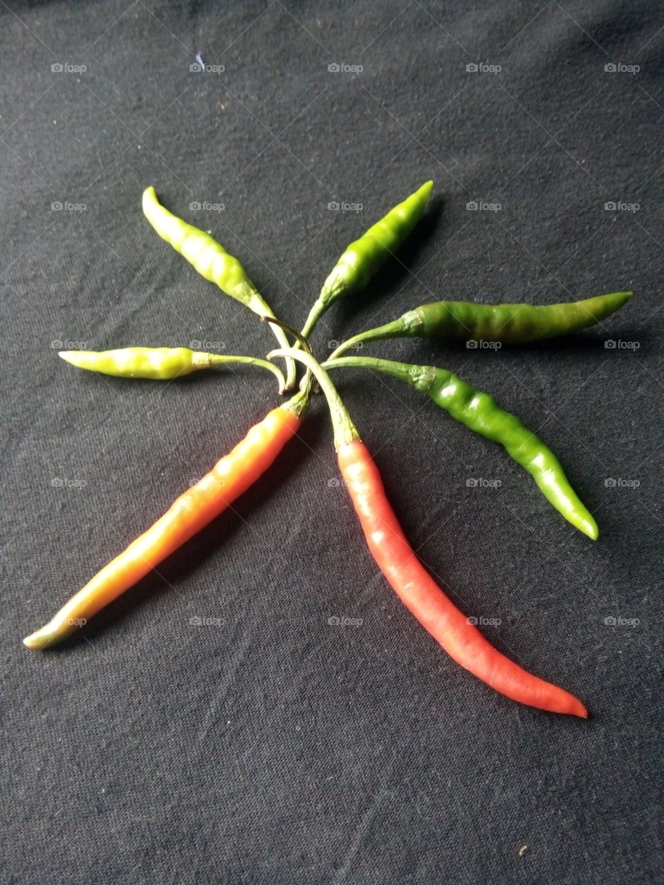 chili,chili pics,A great photo,a photo for everyone,a memorable photo,a no. photo,a photo to cherish,a beautiful photo,a great photo for the best people,an evergreen photo,a photo to remember for years,the best result of great photography