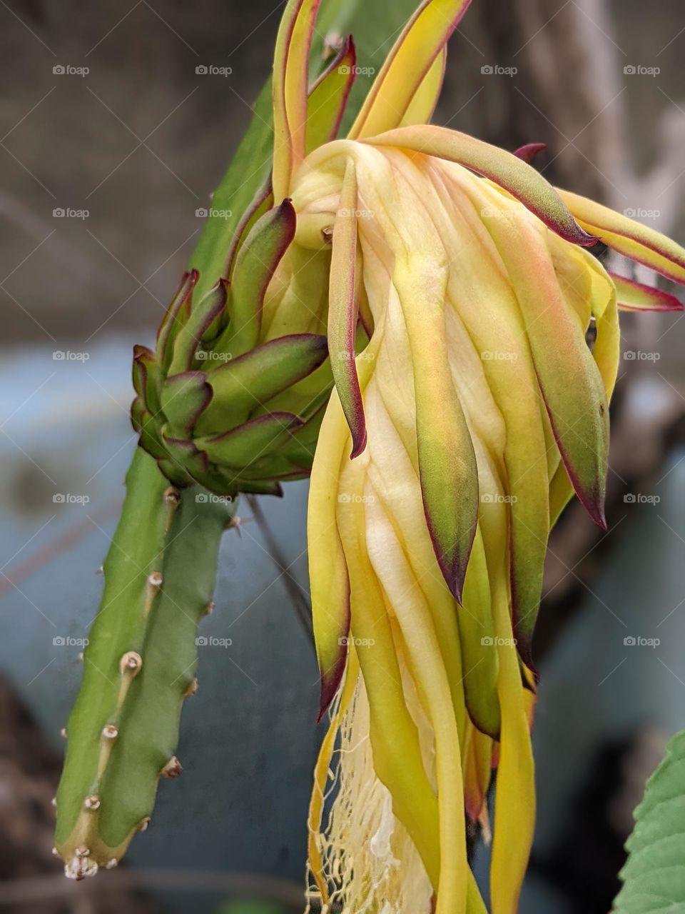 dragon fruit flower