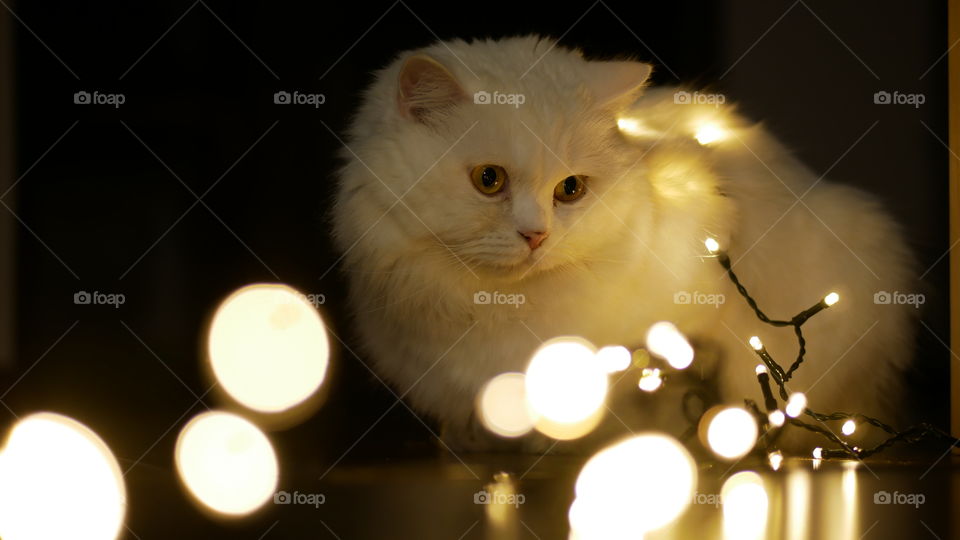 White cat sitting near christmas light
