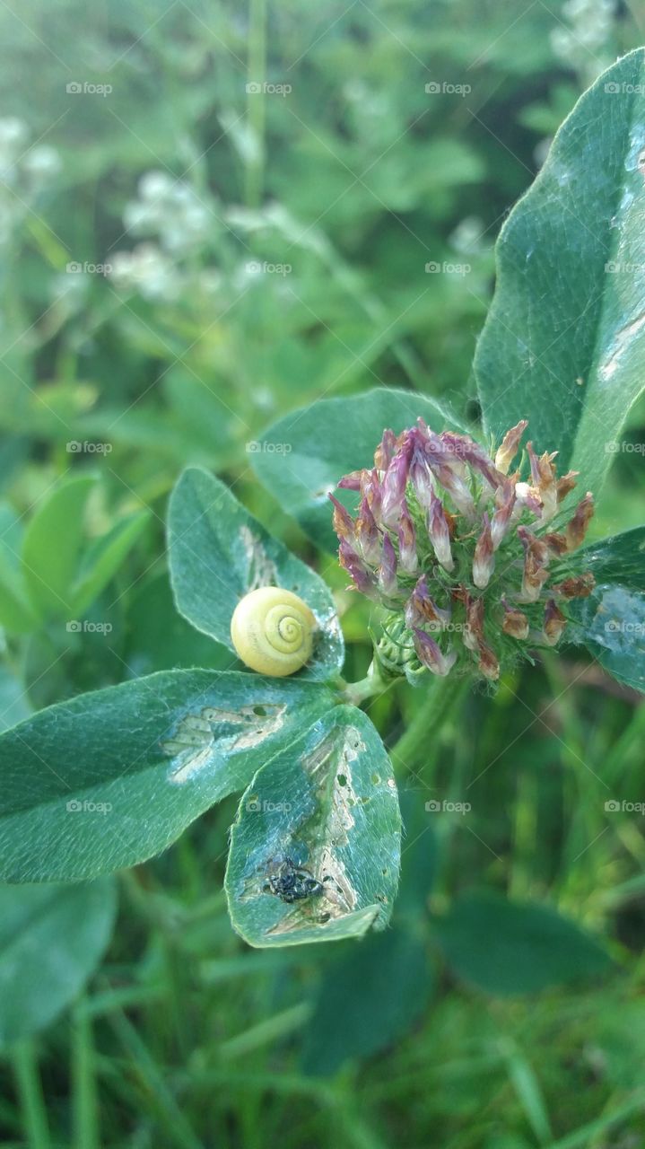 Little yellow snail trail