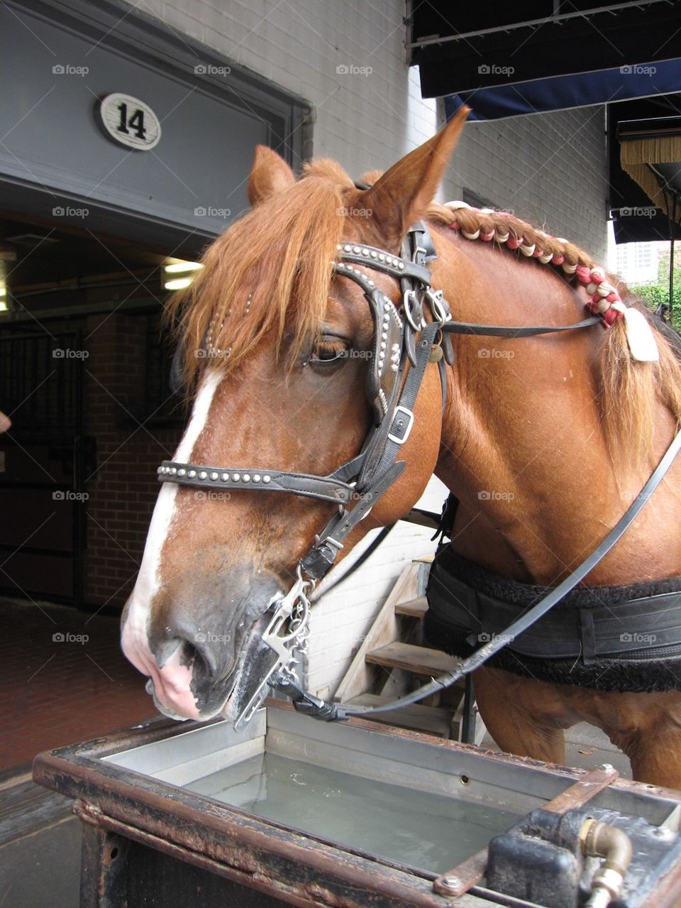 Horse at trough