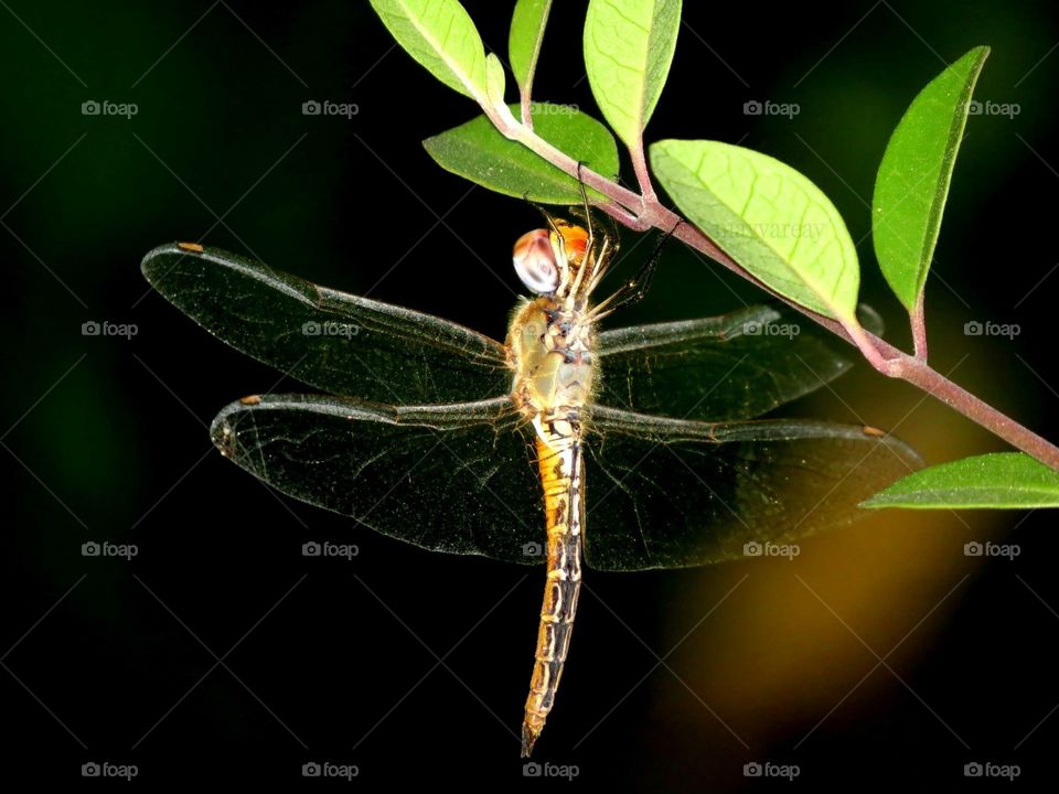 Dragonfly. Maldives 🇲🇻 