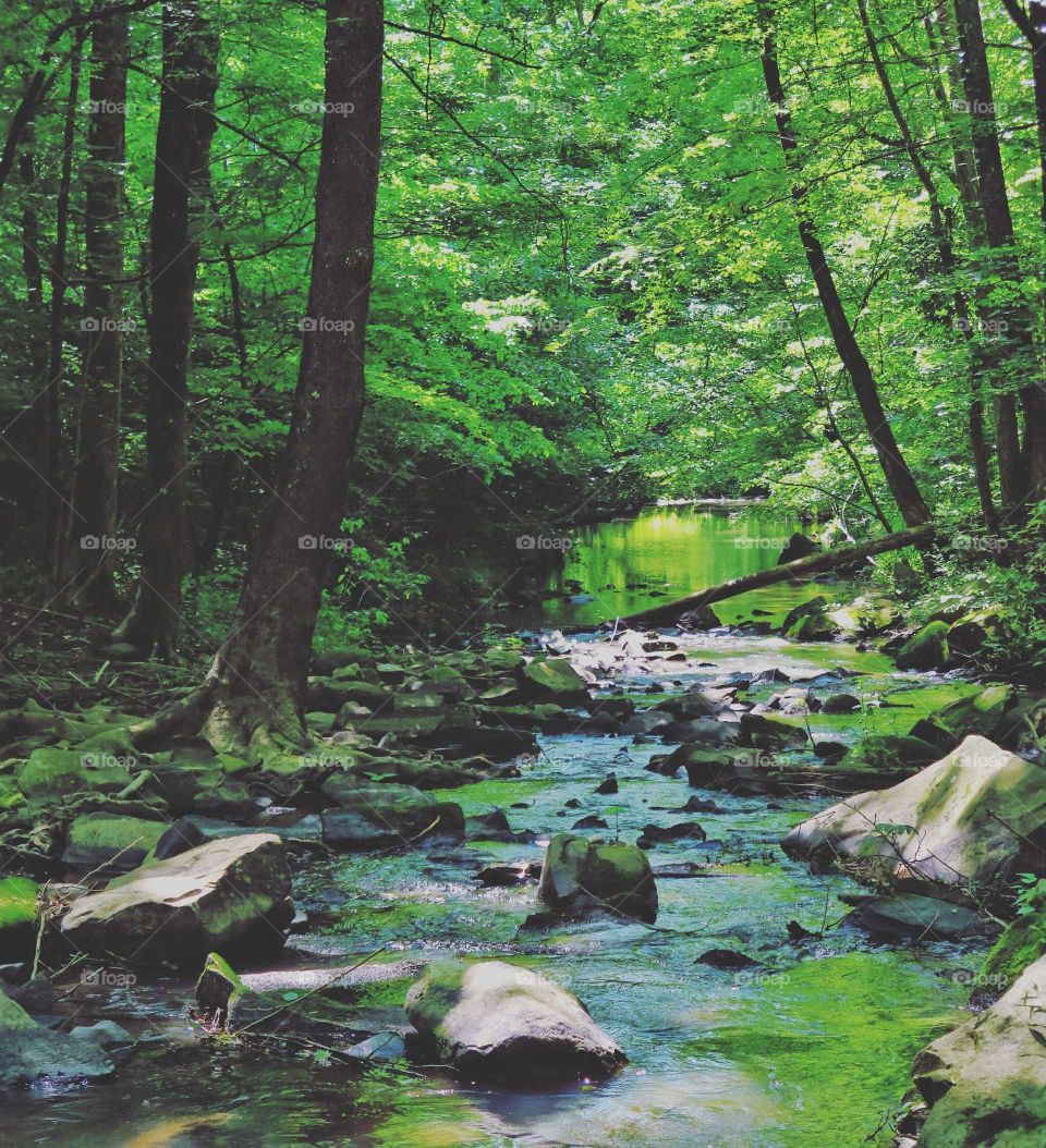 water running through forest