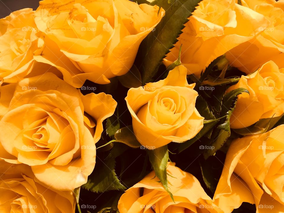 Yellow roses bouquet