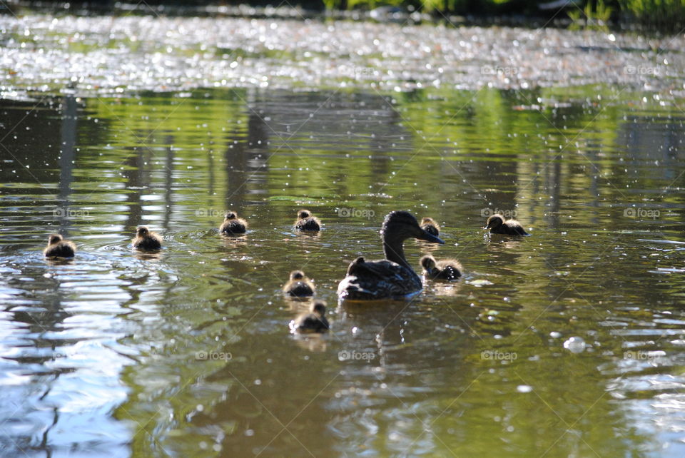 mallard