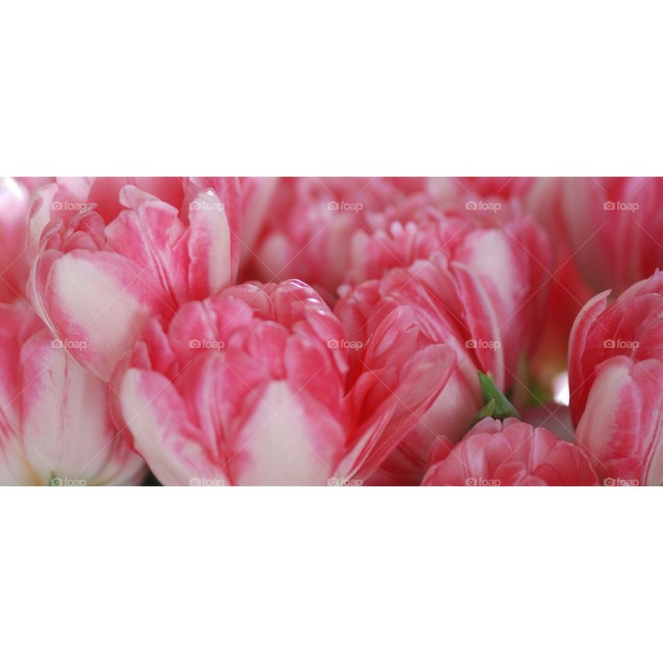 Pink tulips