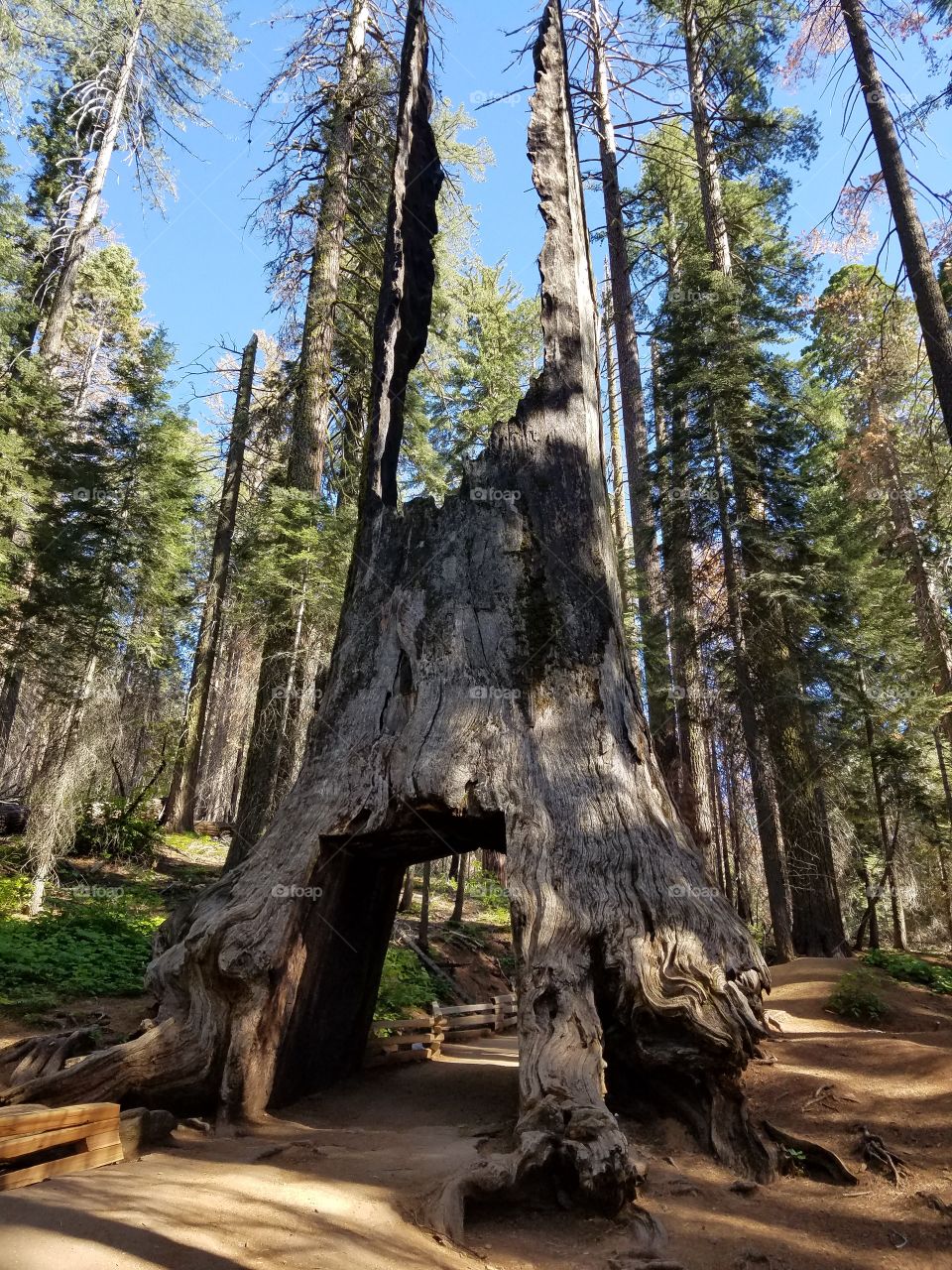 Yosemite Sequoia