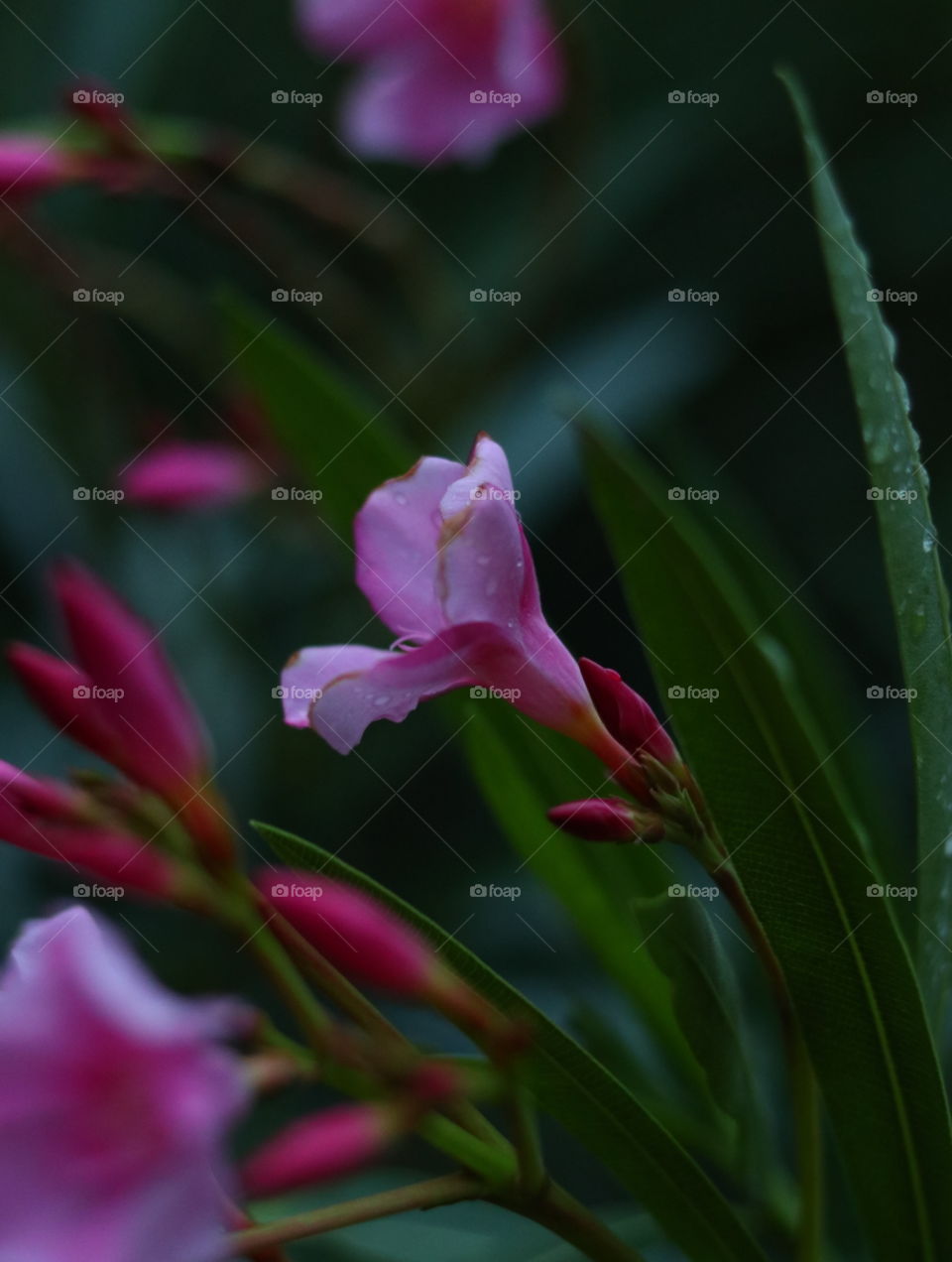 lovely flower closeup