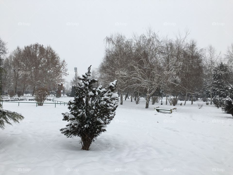 Frozen trees on snow covered landscape