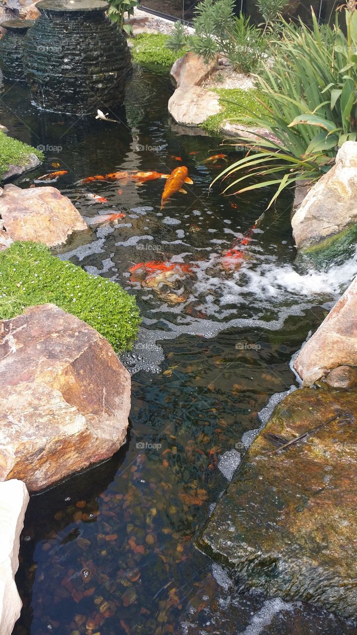 fish swimming in a landscaped  pond with rocks