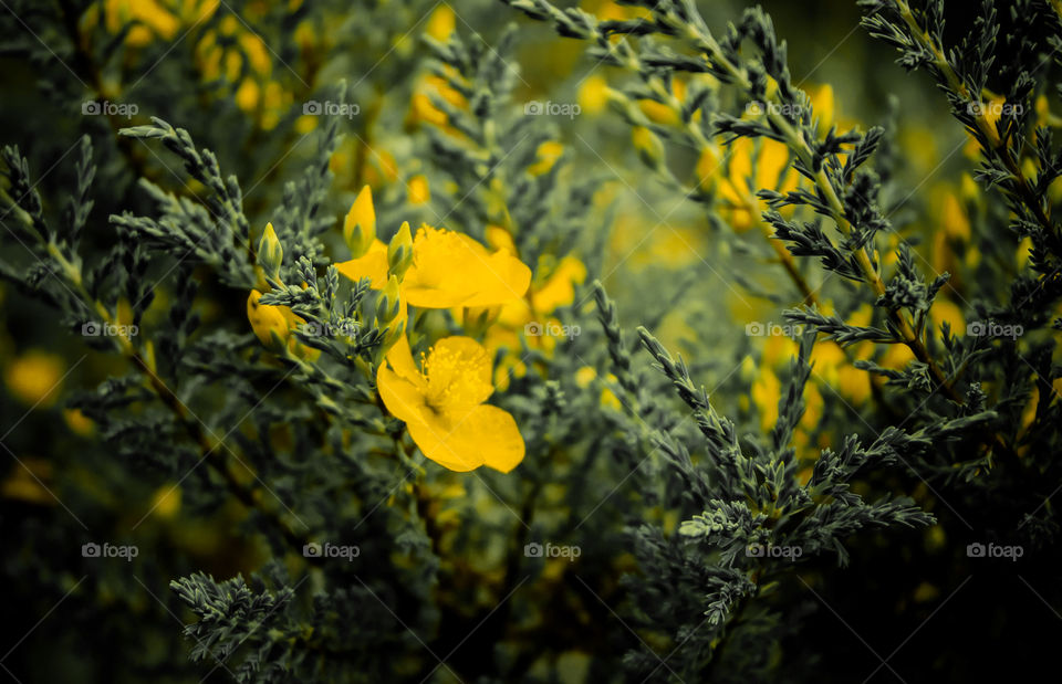 yellow flowers