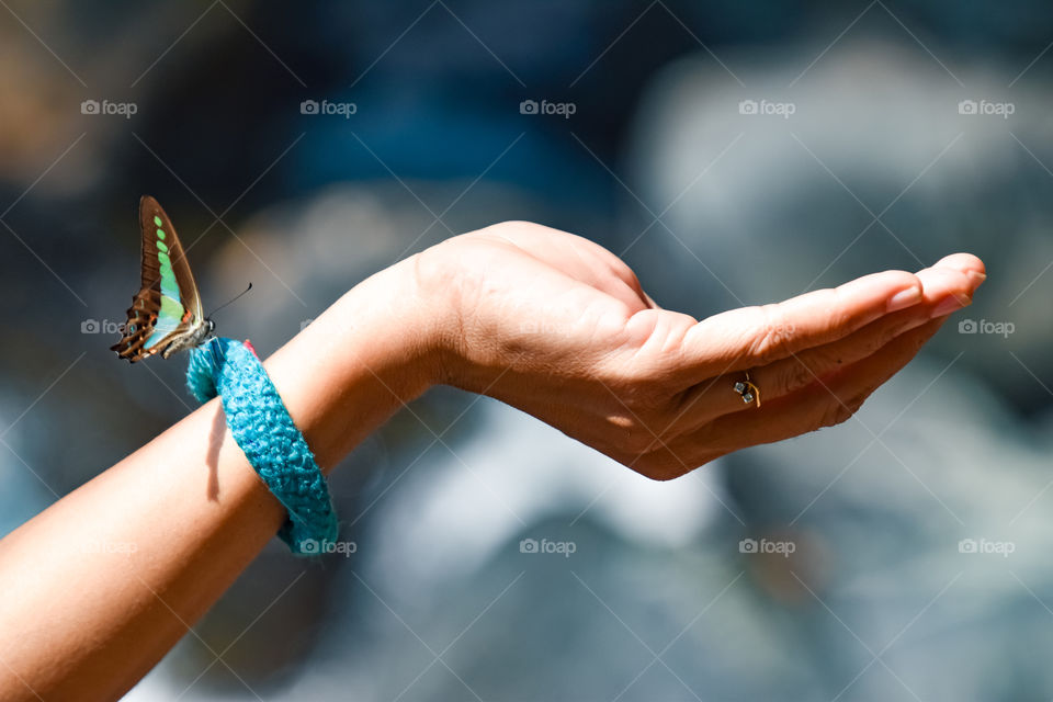 butterfly sitting on the hands of a woman