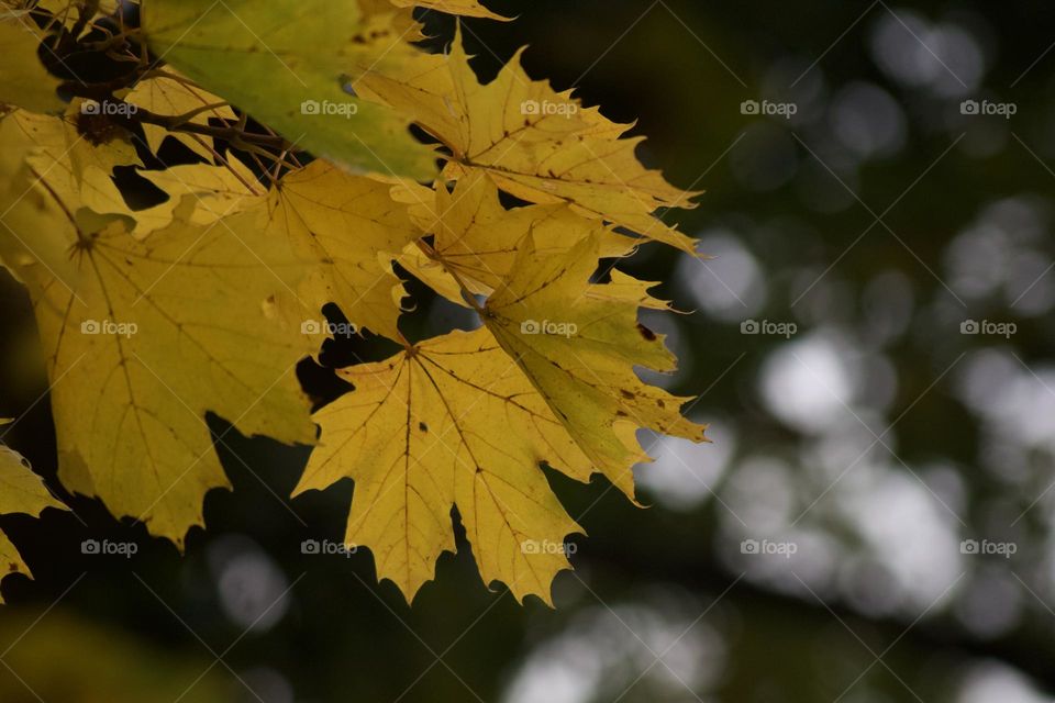 Autumn yellow leaves on a maple tree with bokeh in the background.