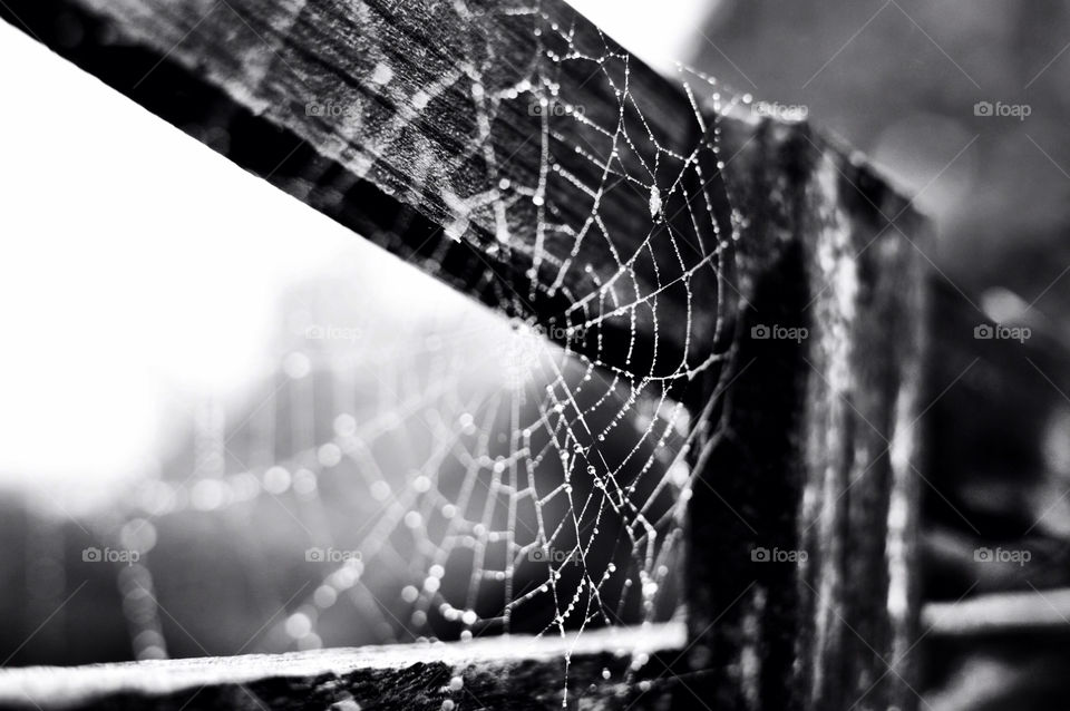 Spider, Spiderweb, Monochrome, Trap, Web