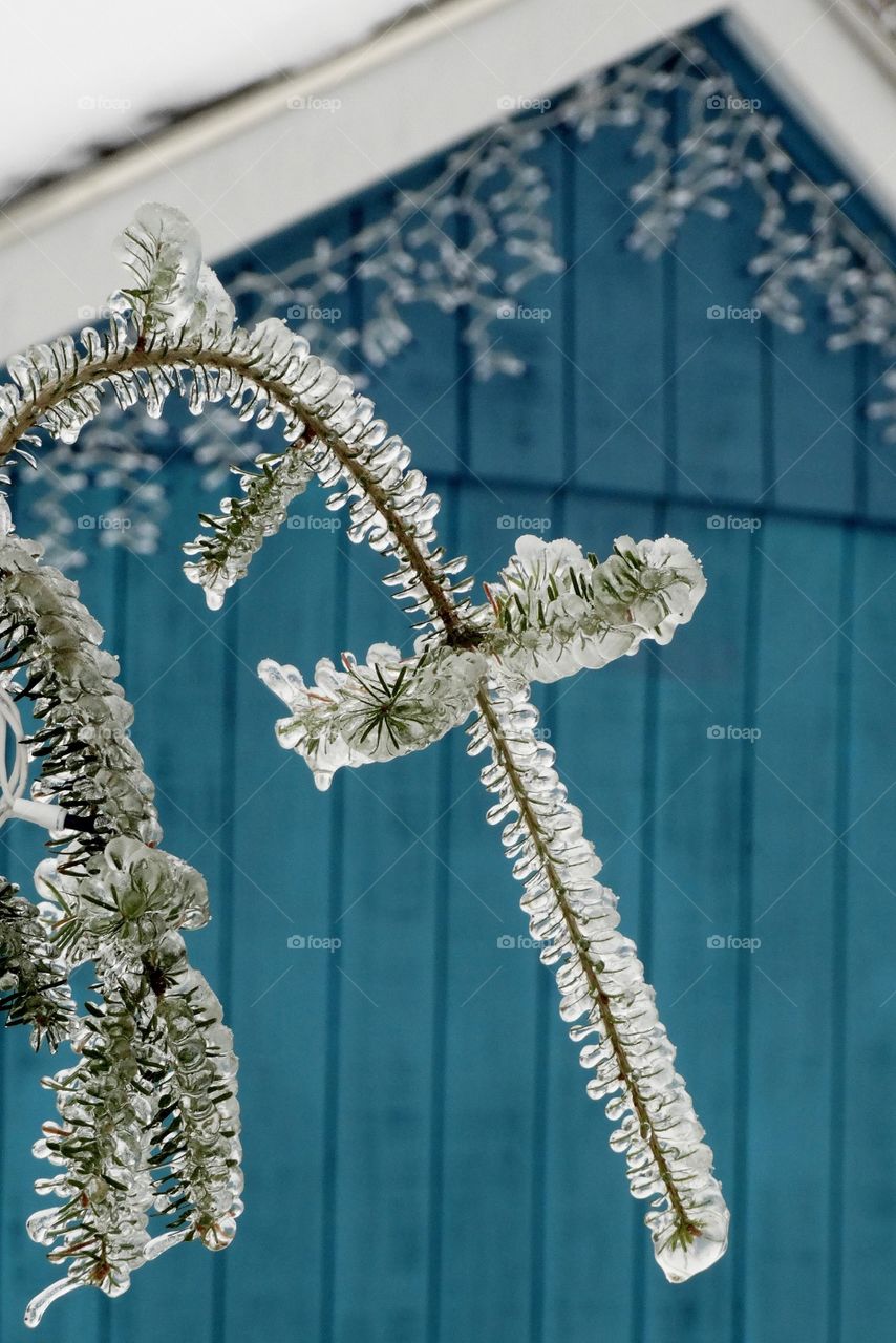 frozen fir tree