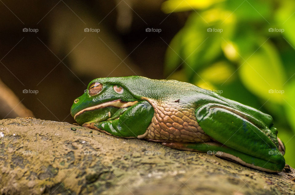 green macro closeup frog by aliasant