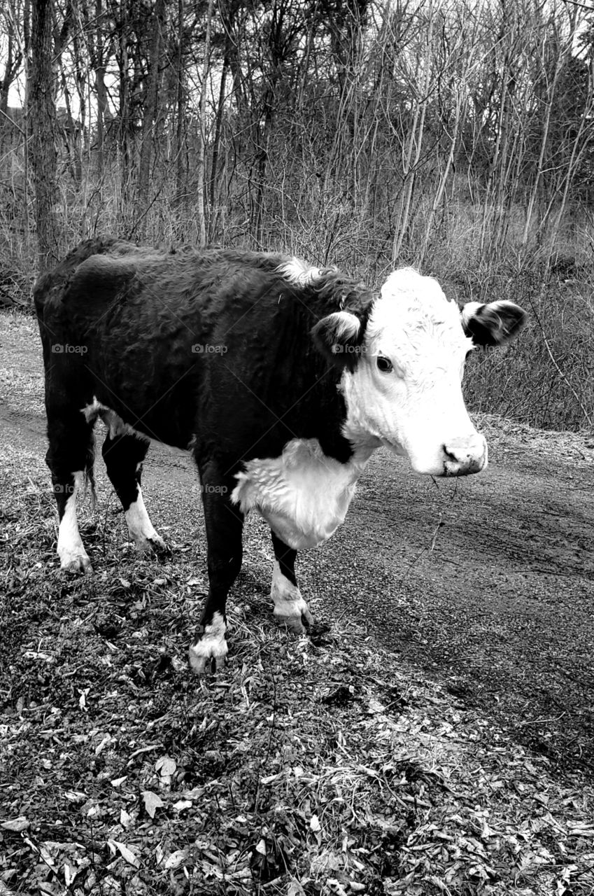 Stray cow