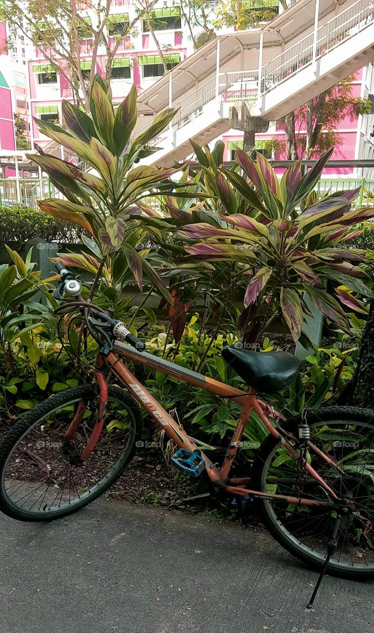 single bicycle Infront of colourful plants