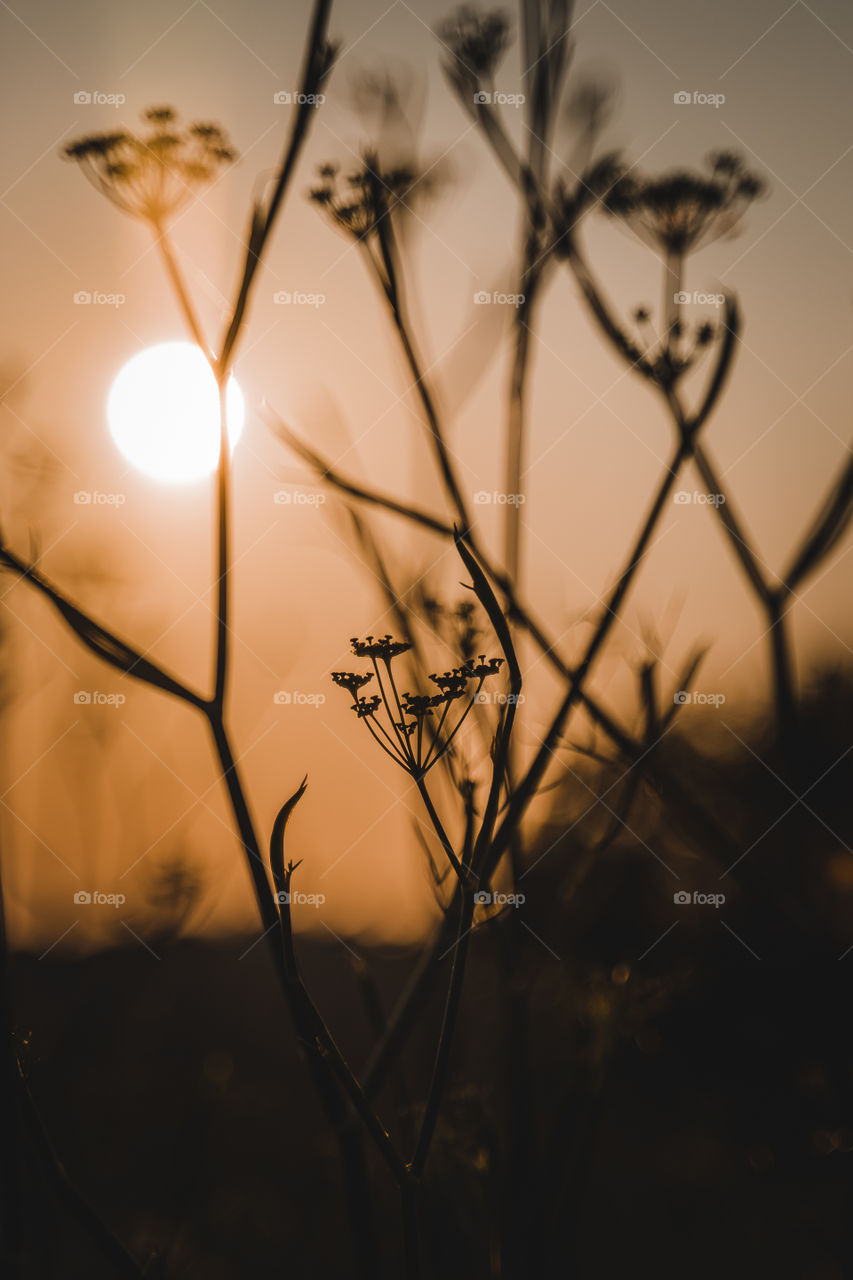 Sunset silhouette