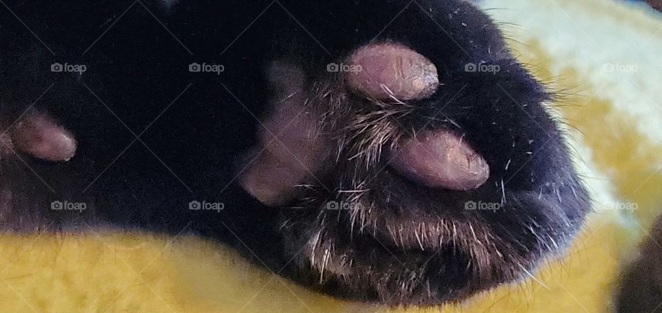 Black cat paw showing the pads she has walked on for years stranded in the outdoors & years of being lovingly rescued by us🐾🥰