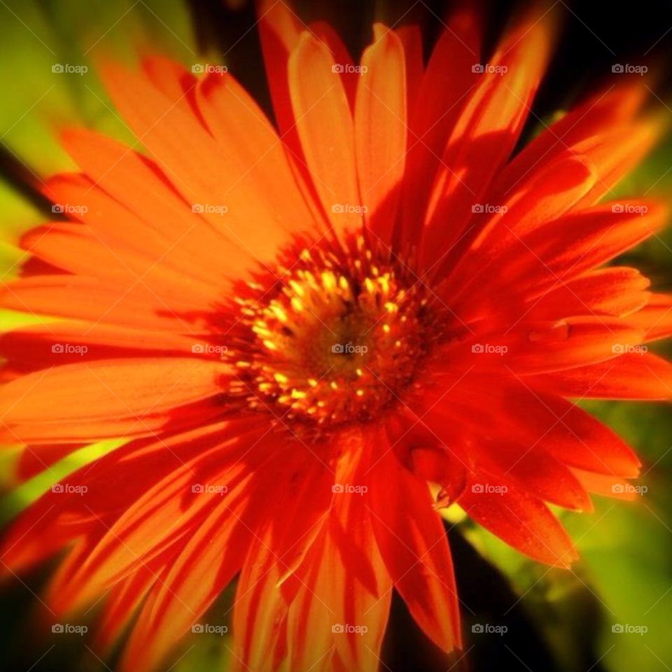 nature flower scenic daisy by SassyChic23
