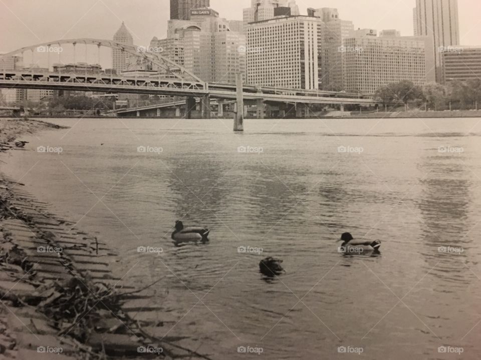 Ducks of the city