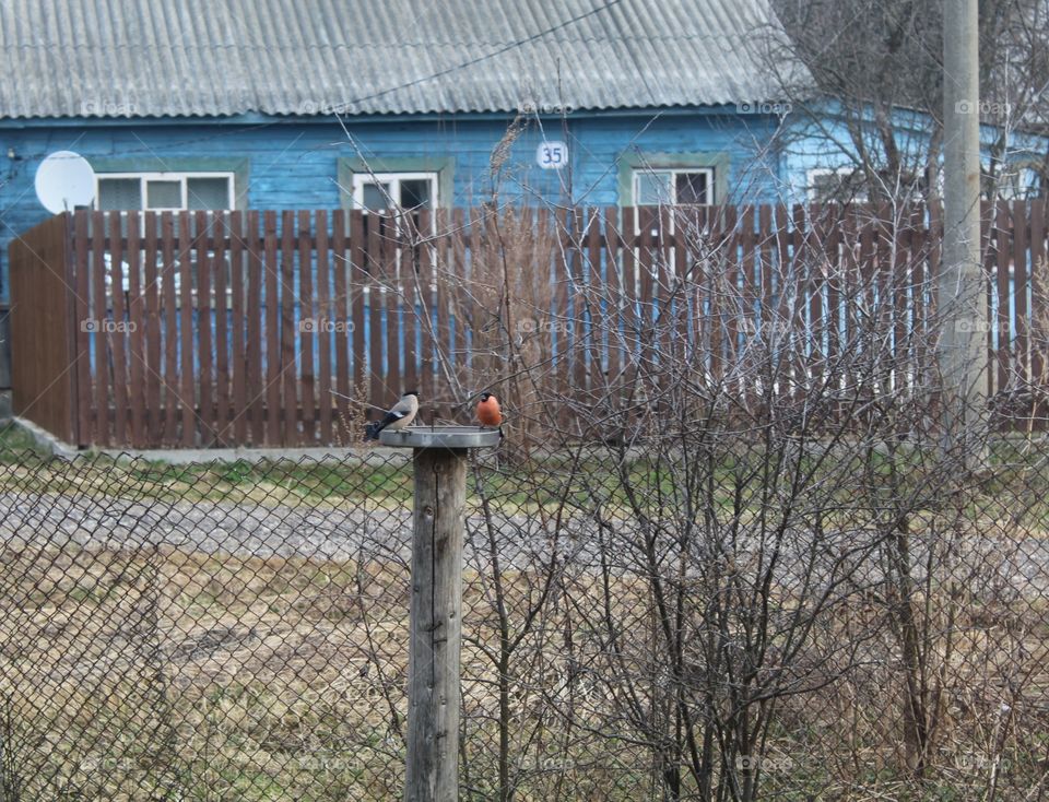 Кормушка с птицами