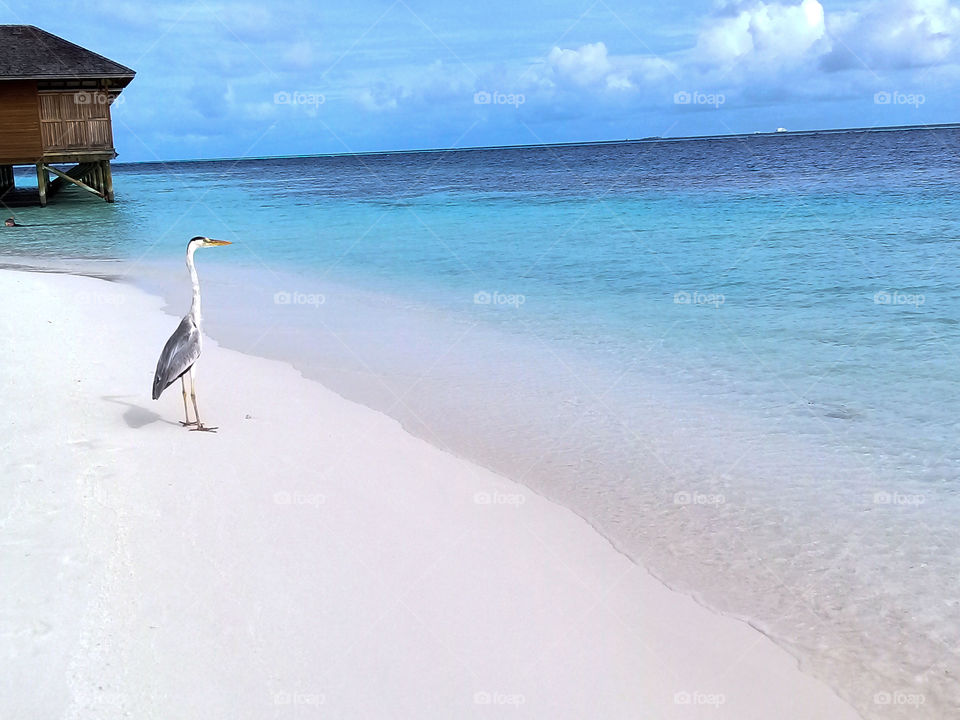 Beach View