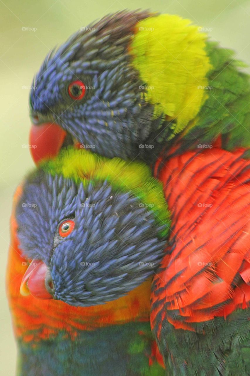 Lorikeets 