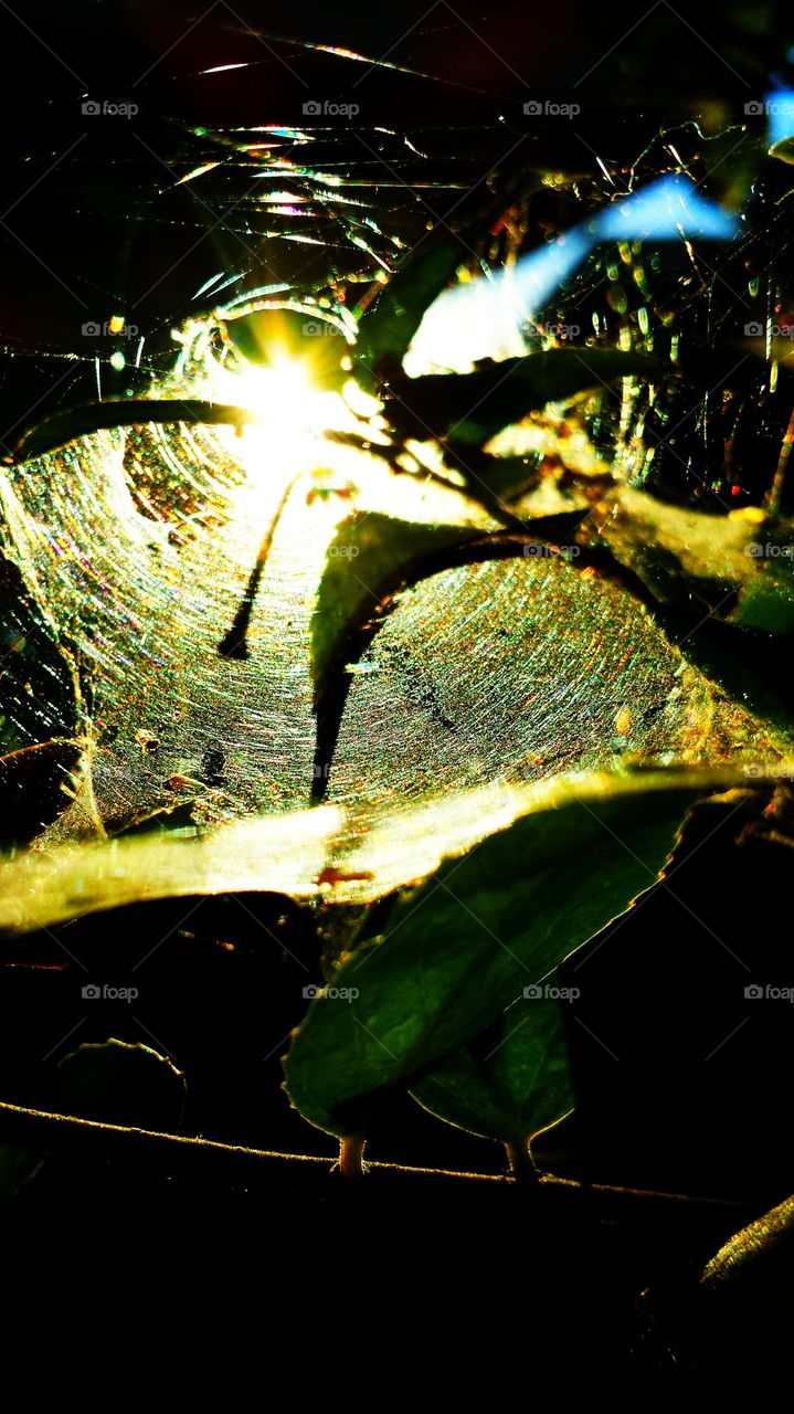 Sun Through the Spider Web