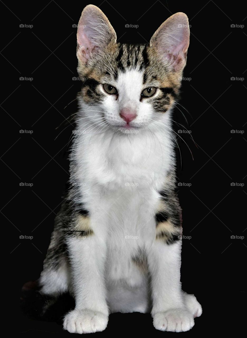 cute white and tabby kitten with black background portrait low key