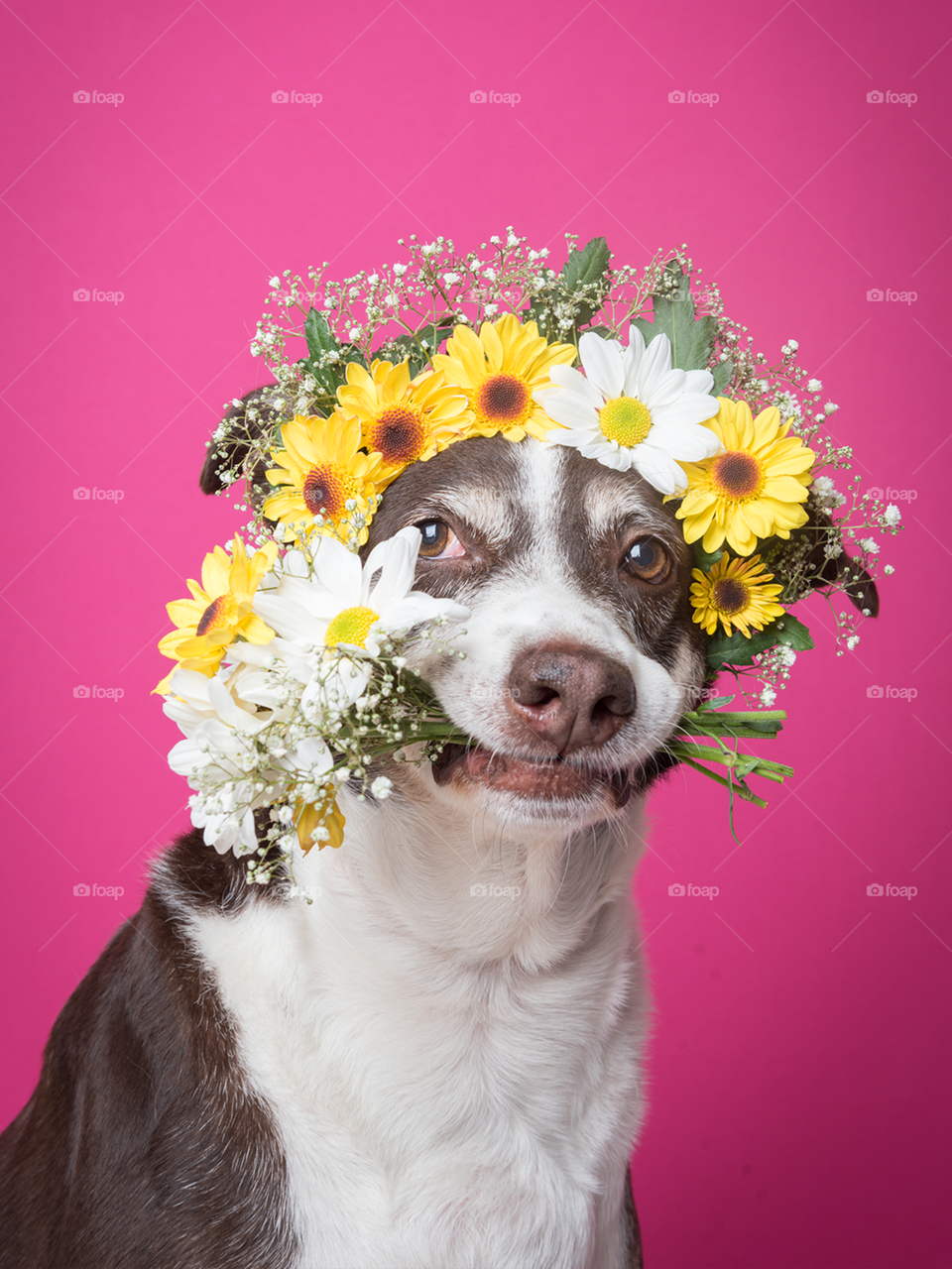 Dog with flowers