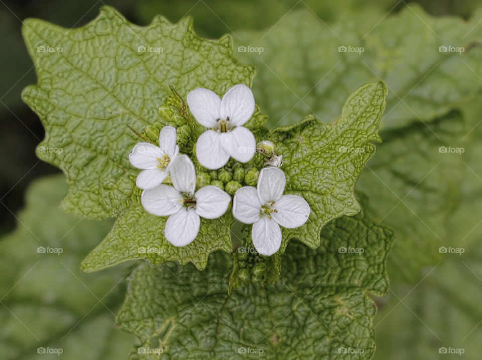 green flowers white summer by chris7ben