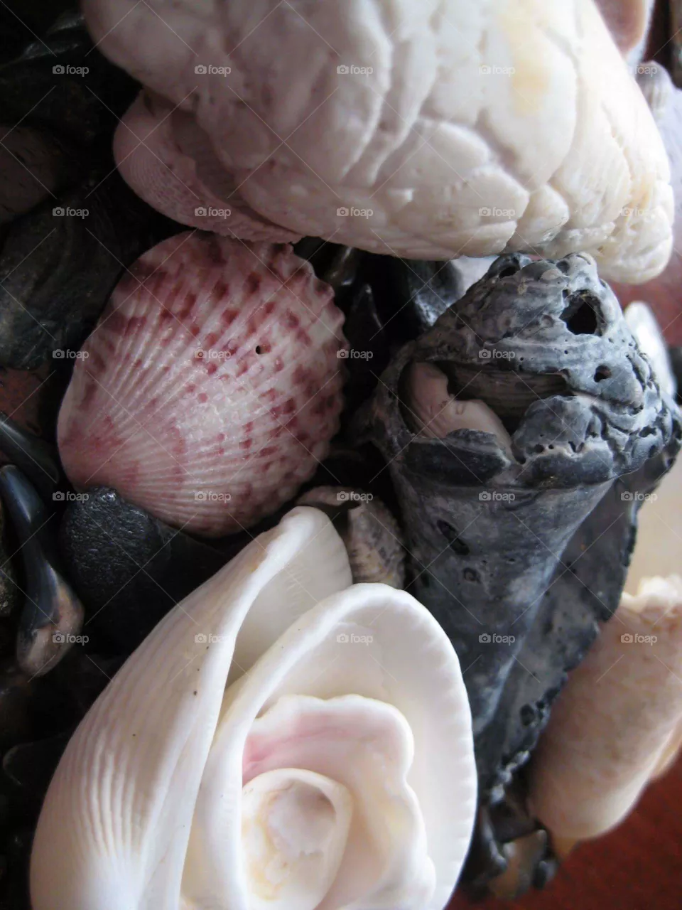 shell