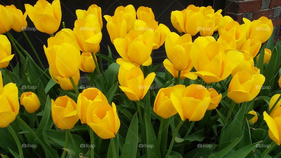 spring. flowers. beauty. happy. summer. nature. love. energy. earth