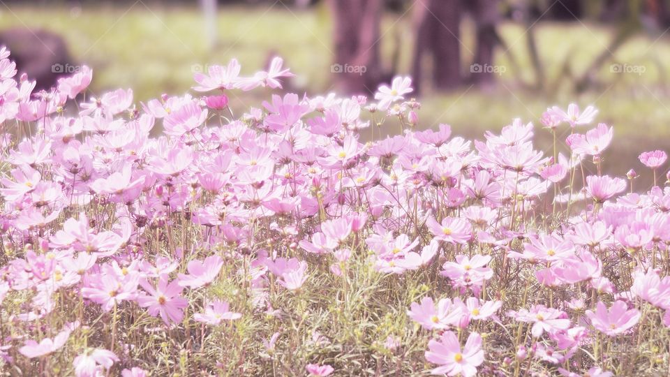 cosmos in the garden