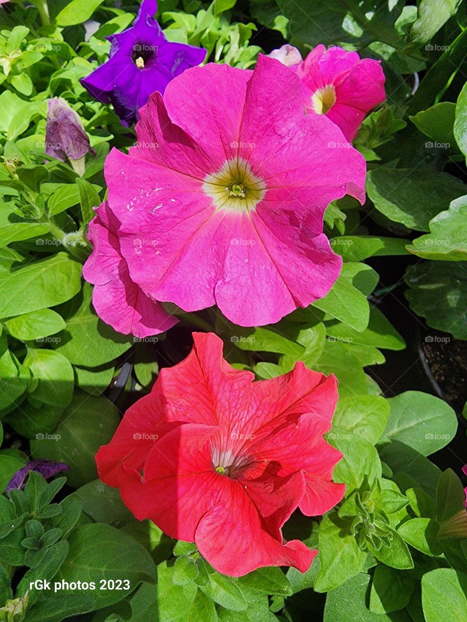 double trouble tropical petals