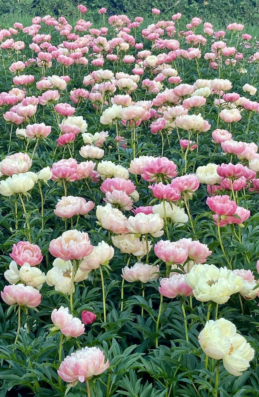 Peony Bed