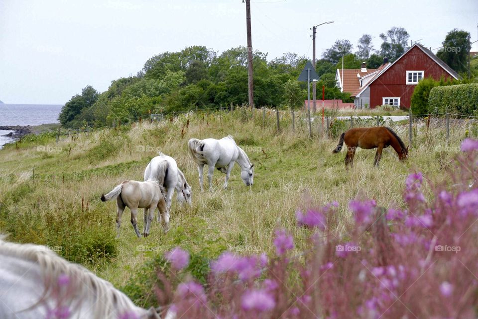 swedish wild horses