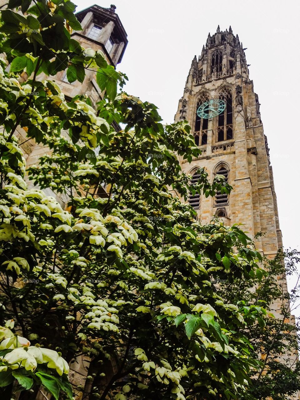 Harkness Tower and Tree in Bloom